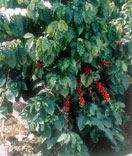 赤く生ったコーヒーの実